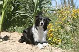 BORDER COLLIE 202